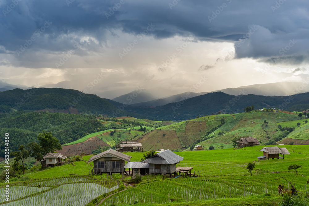 View of lush green paddy field is a flooded parcel of land for growing rice during the rice growing season.
