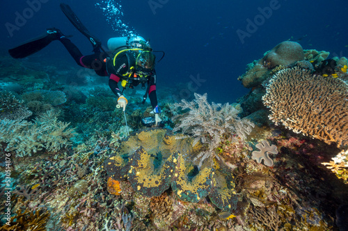 Biologist examining a giant clam, Tridacna gigas, Raja Ampat Indonesia.