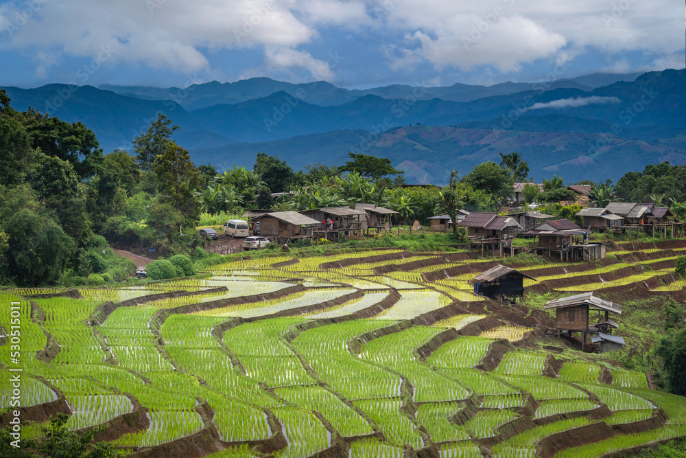 View of lush green paddy field is a flooded parcel of land for growing rice during the rice growing season.