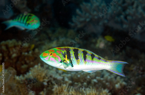 Sixbar wrasse, Thalassoma hardwicke, Raja Ampat Indonesia.