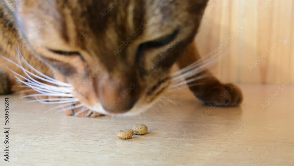 Abyssinian is breed of domestic shorthaired cat with distinctive