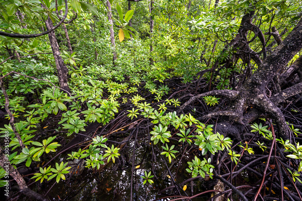 Mangroves iin Gam Island, Rhizophora stylosa, Raja Ampat, West Papua, Indonesia Mangroves iin Gam Island, Rhizophora stylosa, Raja Ampat, West Papua, Indonesia