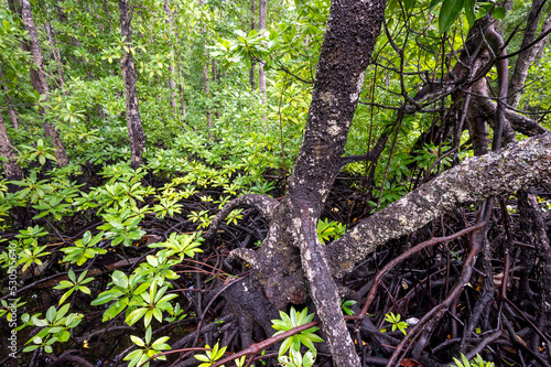 Mangroves iin Gam Island  Rhizophora stylosa  Raja Ampat  West Papua  Indonesia