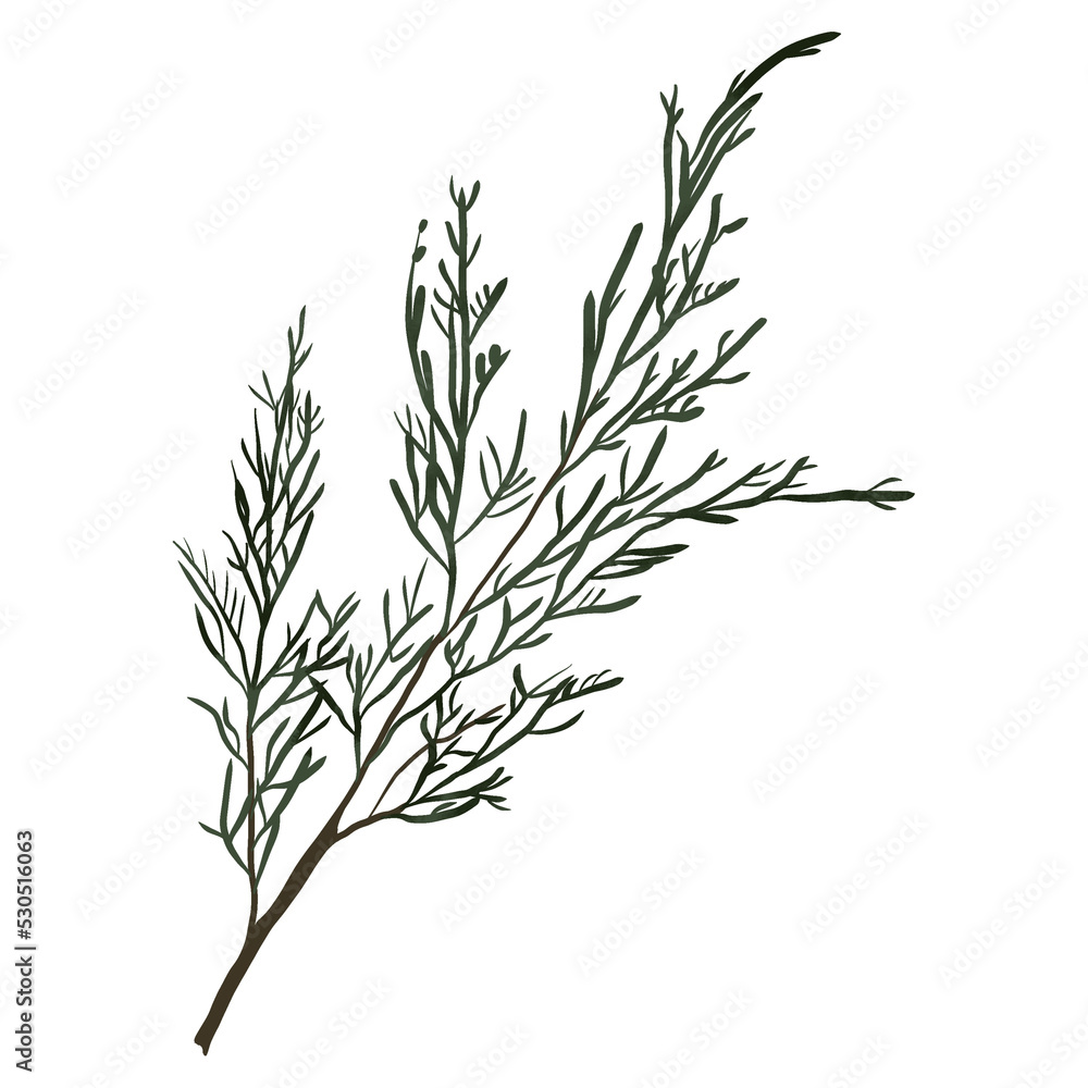 Obraz premium Christmas pine branch and cone, evergreen tree, fir, winter plants, New Year wood, holiday decoration. Hand drawn illustration