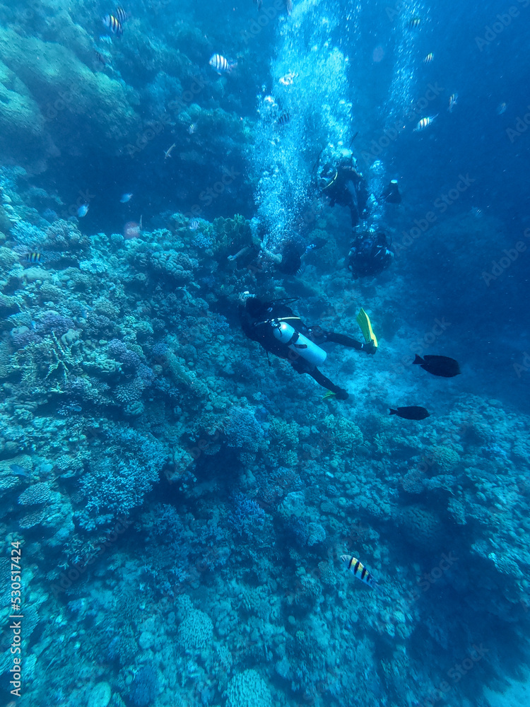 Scuba Divers swim in tropical sea at the coral reef in the Red Sea, Egypt..