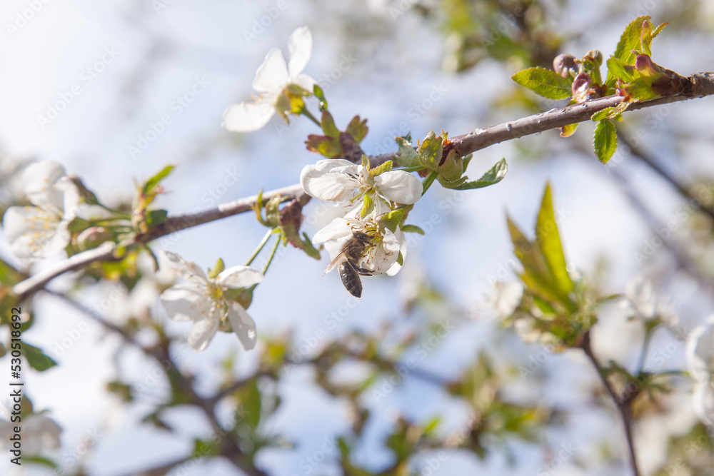 Honeybee on white flower of cherry tree collecting pollen and nectar to make sweet honey with medicinal benefits.. Honeybee on white flower of cherry tree collecting pollen and nectar to make sweet honey with medicinal benefits..