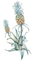 Papier peint photo Jungle Ananas feuilles botaniques aquarelle fond blanc  © Zenina-Lembrik