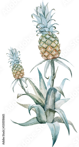 Fototapeta Naklejka Na Ścianę i Meble -  Watercolor bush with pineapple botanical illustration