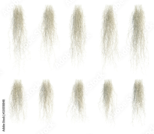 3d rendering of spanish moss isolated photo