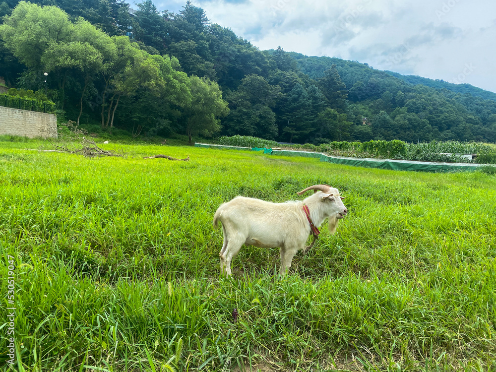 Fototapeta premium 염소