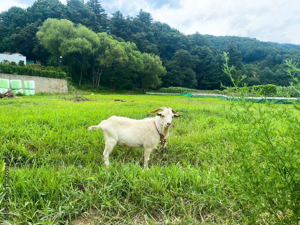 Fototapeta premium 염소