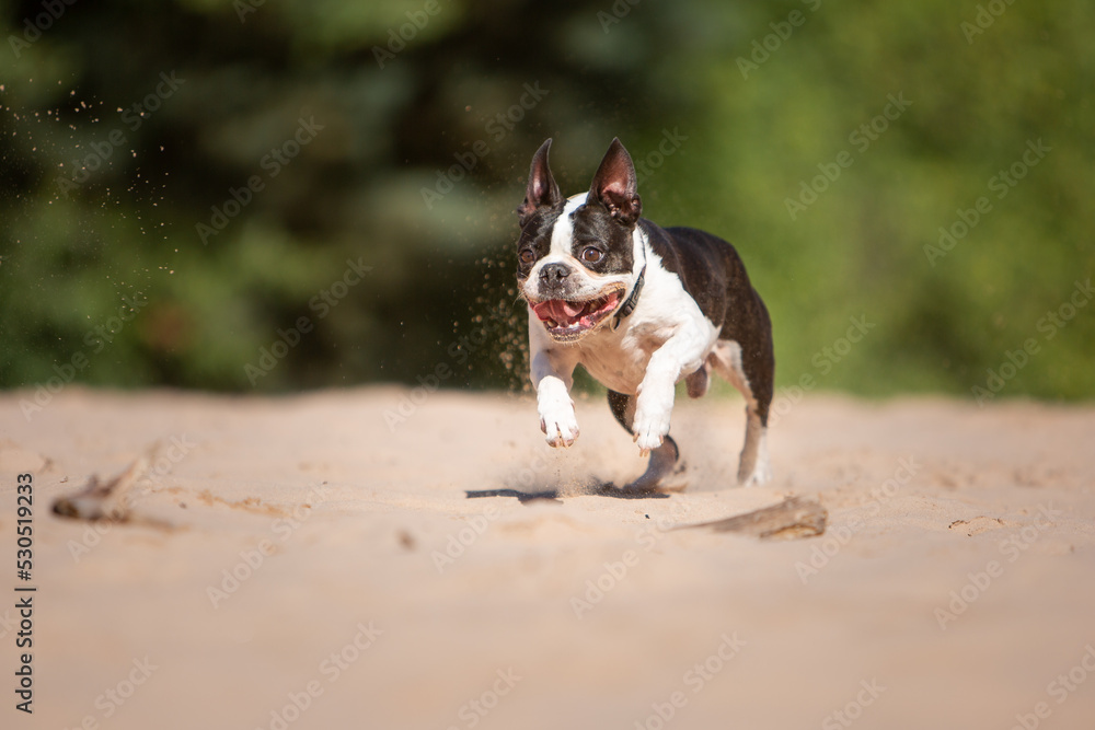 dog has fun playing in the sand