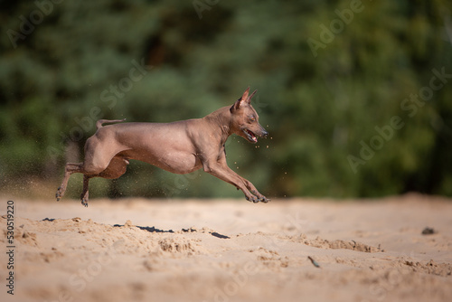 dog has fun playing in the sand running