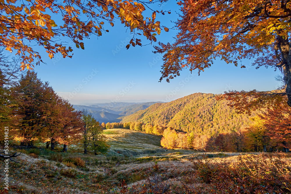 Serene autumn morning landscape in the Carpathians. The golden foliage of beeches stands out brightly against the blue sky