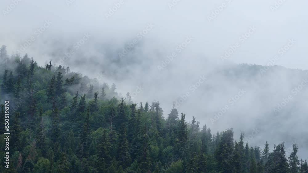 Forest under thick haze. Misty early autumn morning, calm background, relaxation, beauty of Ukraine, nature concept. Foggy Carpathians are covered with spruce trees Forest under thick haze. Misty early autumn morning, calm background, relaxation, beauty of Ukraine, nature concept. Foggy Carpathians are covered with spruce trees