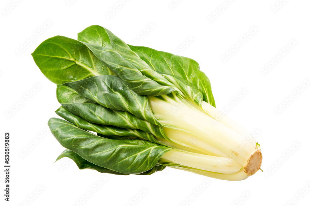 Healthy vegetables - isolated fresh mangold plant Healthy vegetables - isolated fresh mangold plant