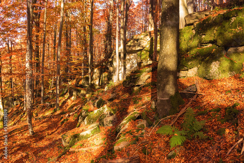 Bright autumn forest landscape. Golden autumn in the Carpathians