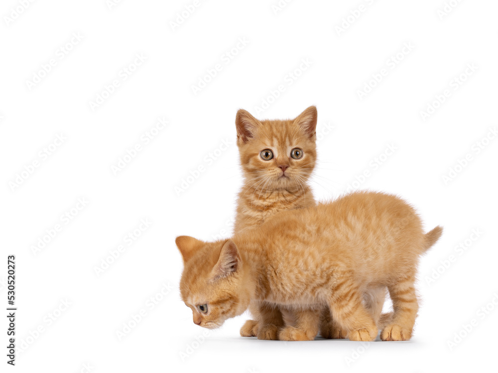 2 Red British Shorthair cat kittens, playing together. Both looking away from camera. Isolated on a white background.