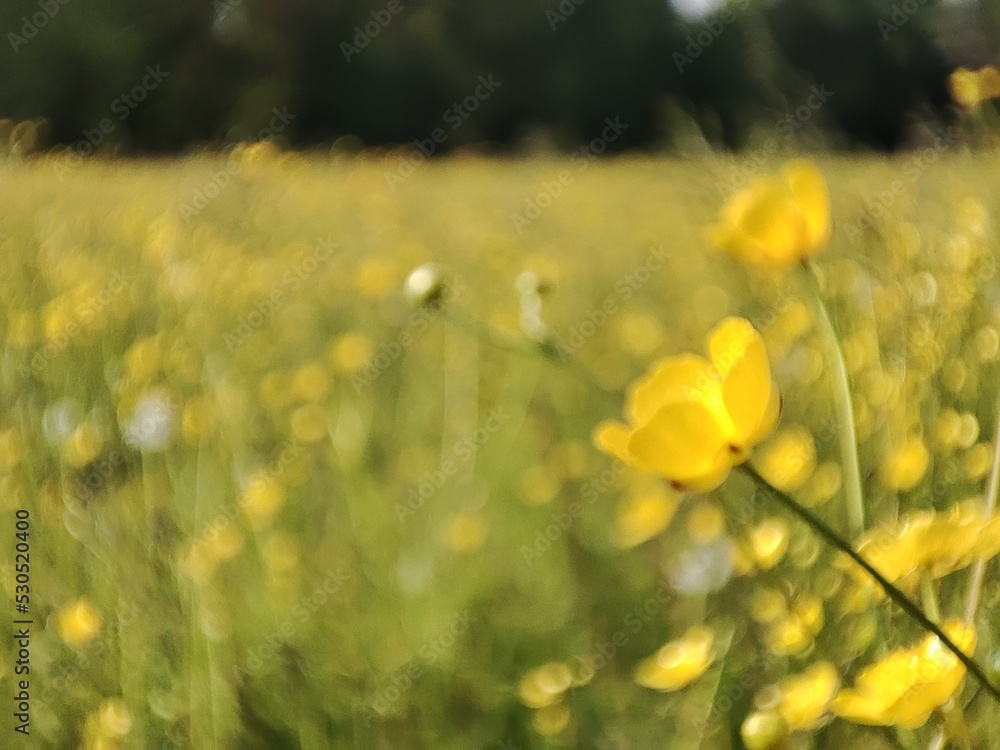 Fiori di primavera