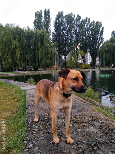 dog in the park © Lesya
