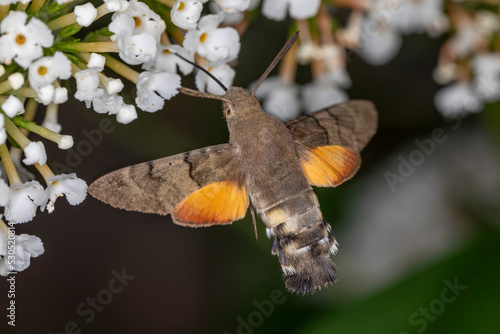 Taubenschwänzchen im Flug am Sommerflieder