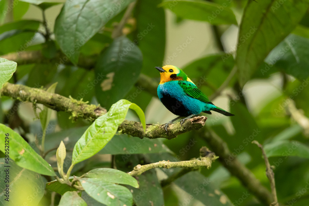 Obraz premium Multicoloured tanager (Chlorochrysa nitidissima) is a species of bird in the family Thraupidae. It is endemic to the mountains of Colombia, and as of 2010 has been categorized as vulnerable