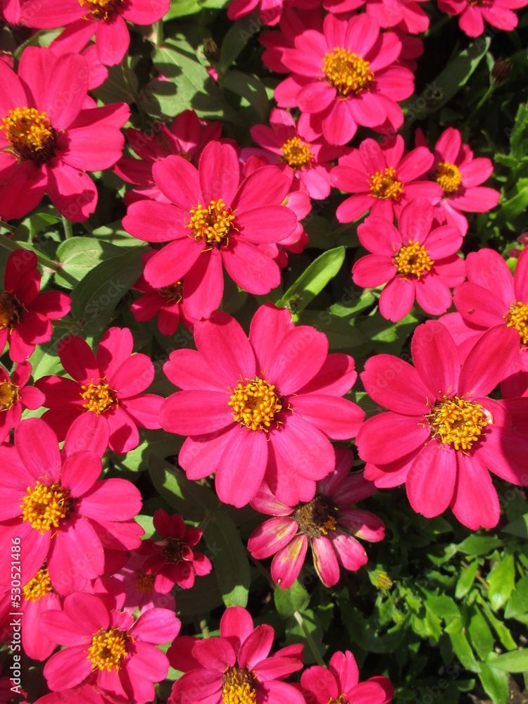 春の花壇に美しく咲き誇る、赤が鮮やかなジニアの花 春の花壇に美しく咲き誇る、赤が鮮やかなジニアの花