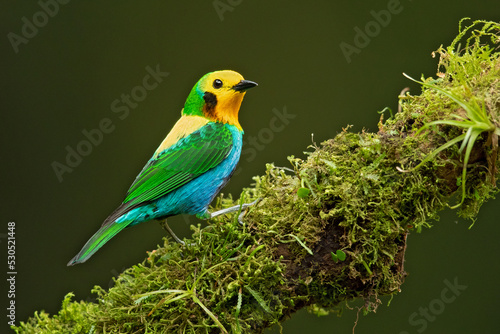 Multicoloured tanager (Chlorochrysa nitidissima) is a species of bird in the family Thraupidae. It is endemic to the mountains of Colombia, and as of 2010 has been categorized as vulnerable  © Milan