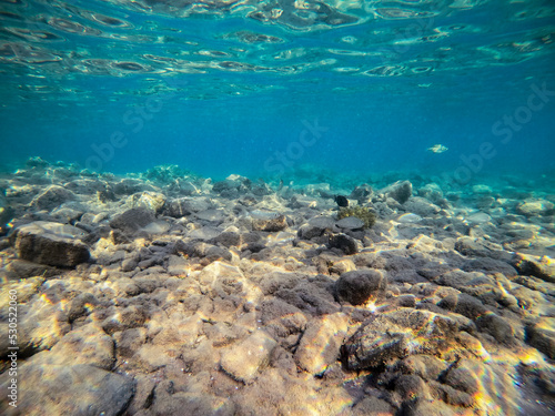 Fototapeta Naklejka Na Ścianę i Meble -  Shoal of Sargos or White Seabream swimming at the coral reef in the Red Sea, Egypt..