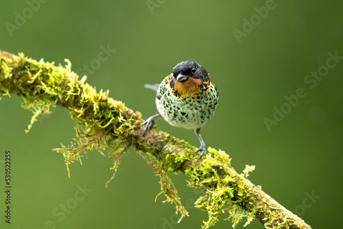 The rufous-throated tanager (Ixothraupis rufigula) is a species of bird in the family Thraupidae. It is found in Colombia and Ecuador. photo