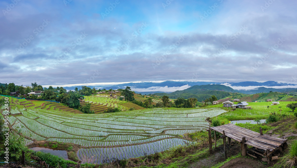 Beautiful panorama of lush green paddy field is flooded parcel of land for growing during the rice growing season.