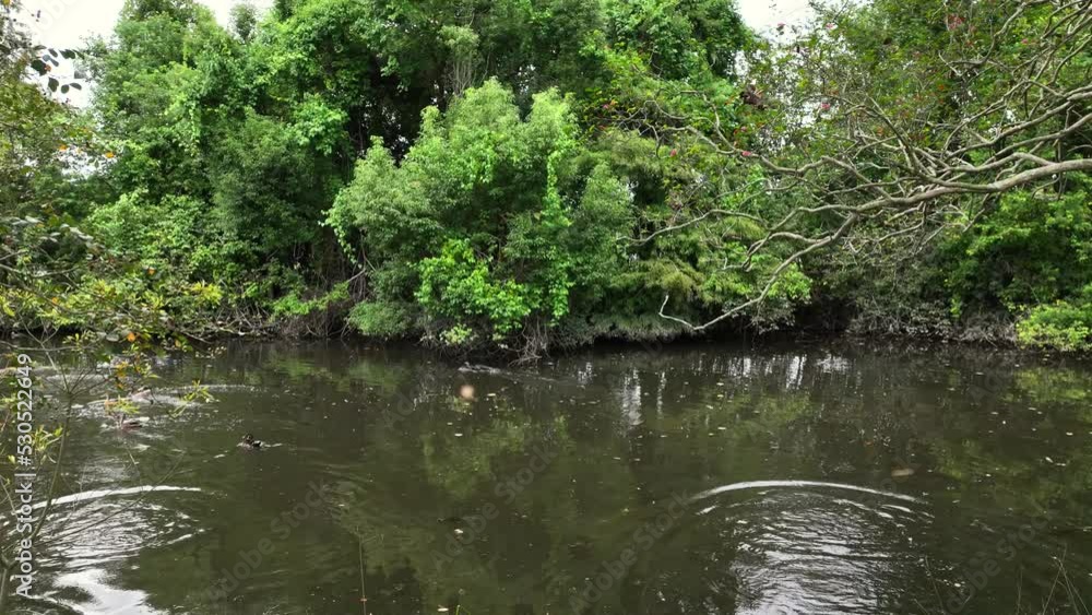 Ducks in creek at Old Metairie cemetery in New Orleans. Ducks in creek at Old Metairie cemetery in New Orleans.