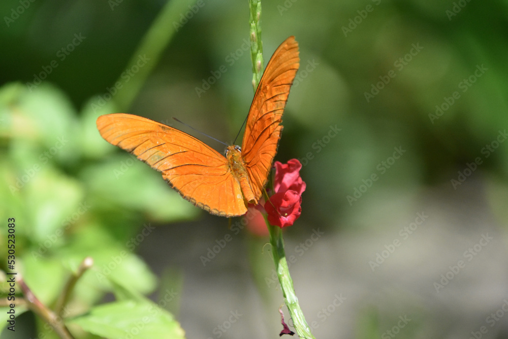 Orange Winged Butterfly with Wings Wide Open Orange Winged Butterfly with Wings Wide Open
