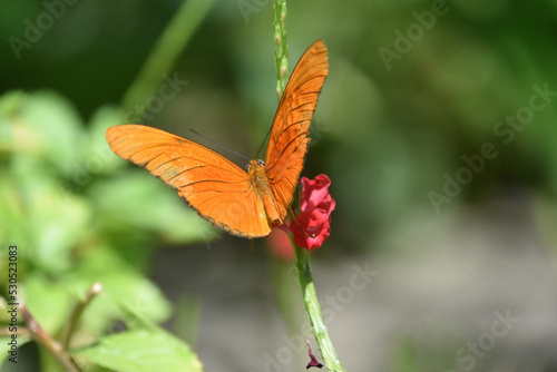 Orange Winged Butterfly with Wings Wide Open