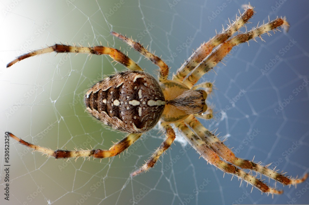 spider on the web spider on the web