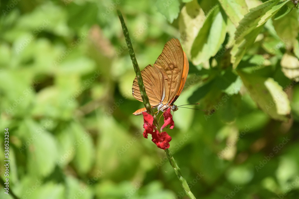 Fototapeta premium Orange Wings Folded on a Butterfly in a Garden