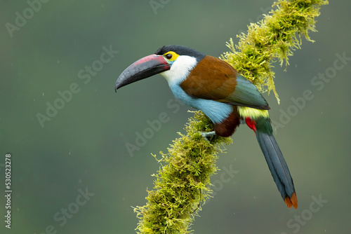 Photography Black-billed mountain toucan (Andigena nigrirostris) It is found in humid highla