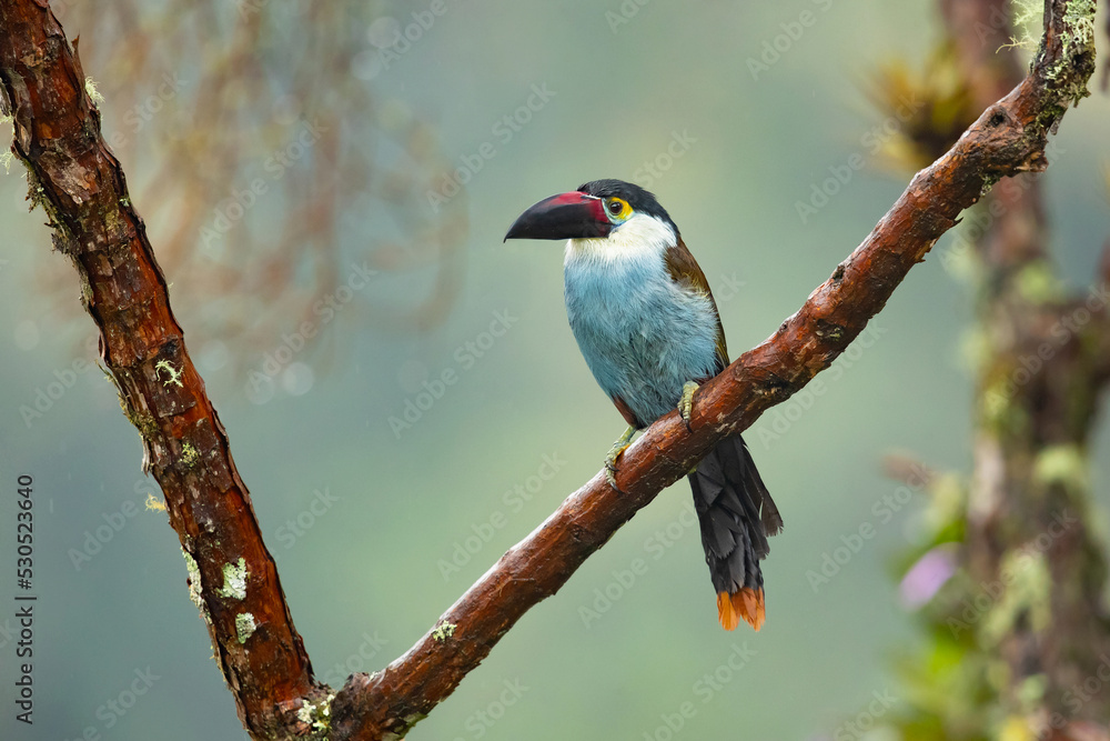 Fototapeta premium Black-billed mountain toucan (Andigena nigrirostris) It is found in humid highland forests in the Andes of western Venezuela, Colombia, Ecuador and Peru