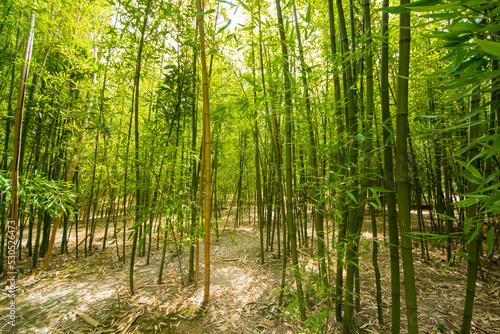 Bamboo forest  trees in the spring  green color background