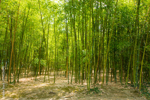 Bamboo forest  trees in the spring  green color background