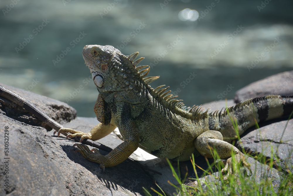 Spikey Spines Down the Back of an Iguana Spikey Spines Down the Back of an Iguana