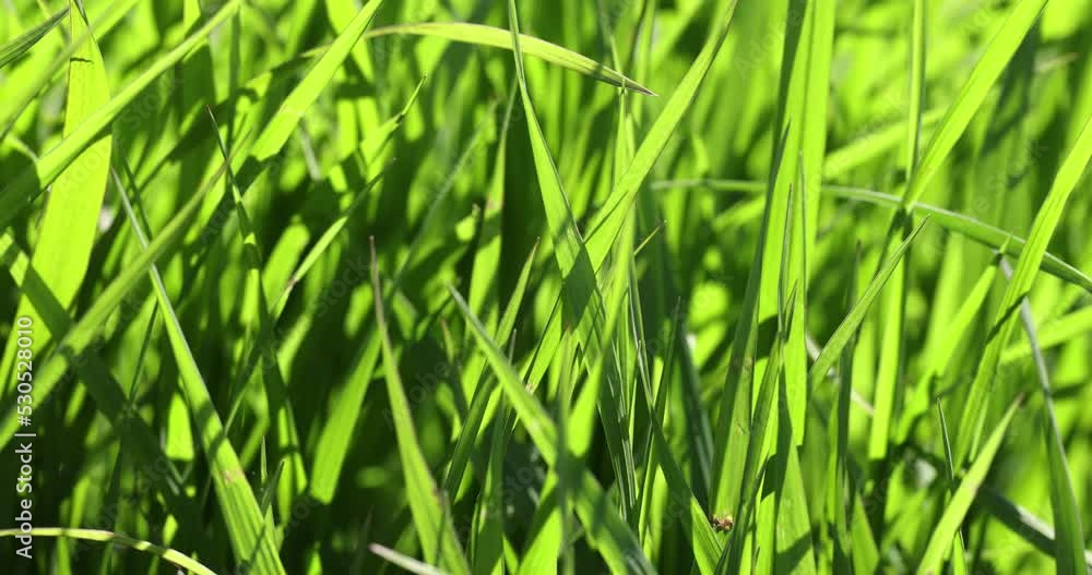 Green grass in summer in windy weather Green grass in summer in windy weather