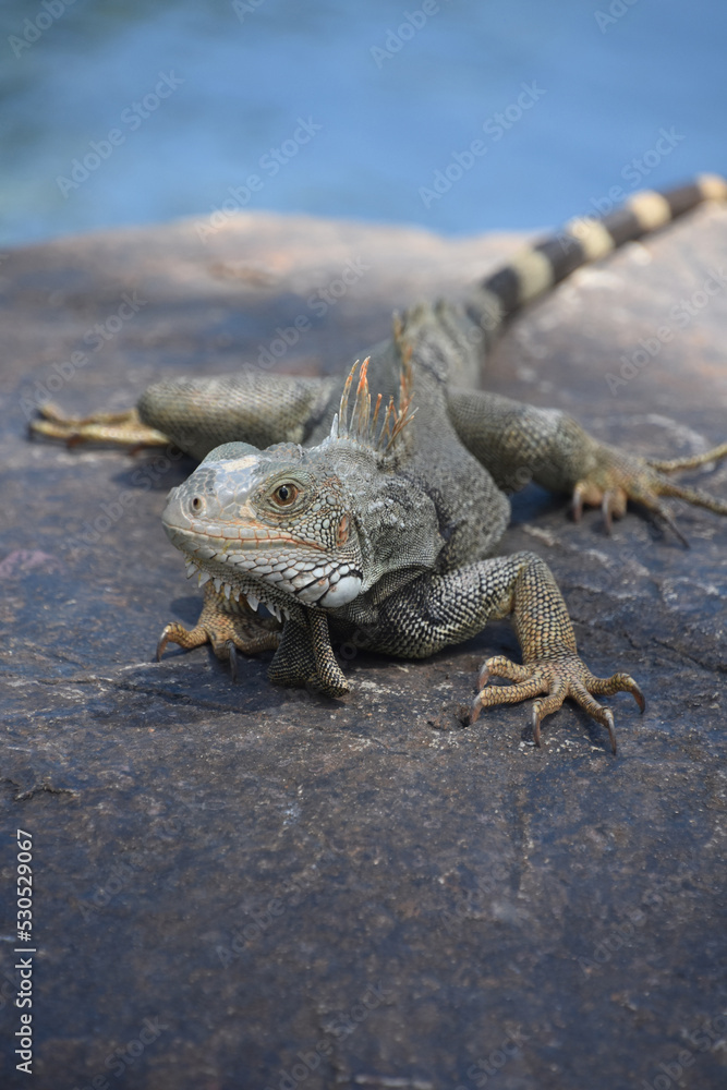 Fototapeta premium Iguana Posing on a Rock in Aruba