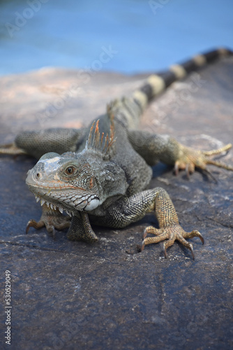 Fantastic Iguana Stretched Out Along a Rock