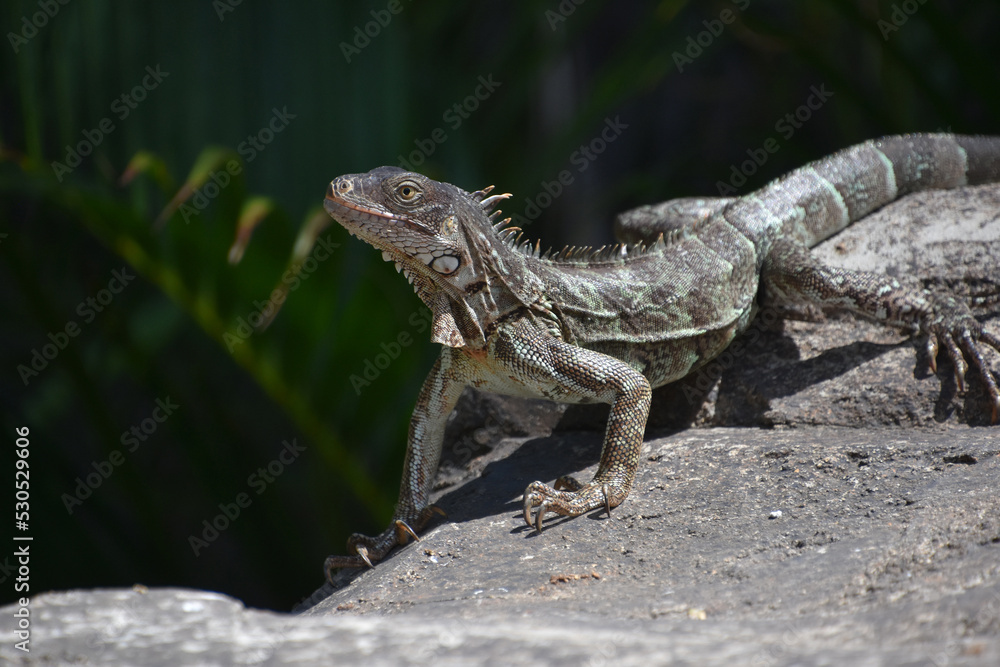 Fototapeta premium Iguana With Sharp Claws on a Rock