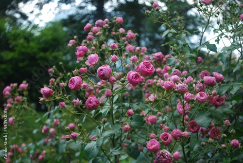 Beautiful pink pomponella roses in the NY Botanical garden. photo