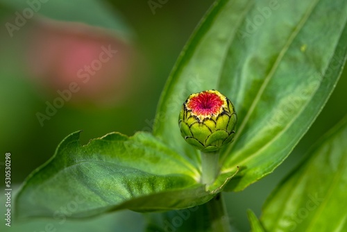 Closeup of zinnia flower bud. photo