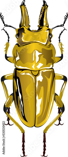 Allotopus rosenbergi オウゴンオニクワガタ 黄金鬼鍬形