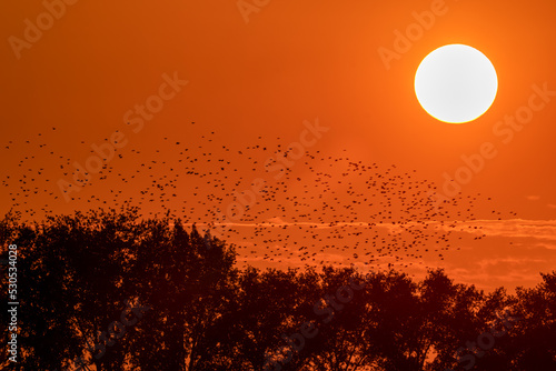 Beautiful large flock of starlings(Sturnus vulgaris) at sunset. A flock of starlings birds fly in the Netherlands. Starling murmurations.   © Albert Beukhof