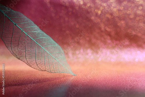 Photographie Transparent skeleton leaves over bright abstract background